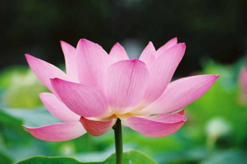 The lotus grows from the mud of reality